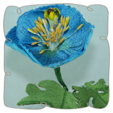 Blue Himalayan Poppy