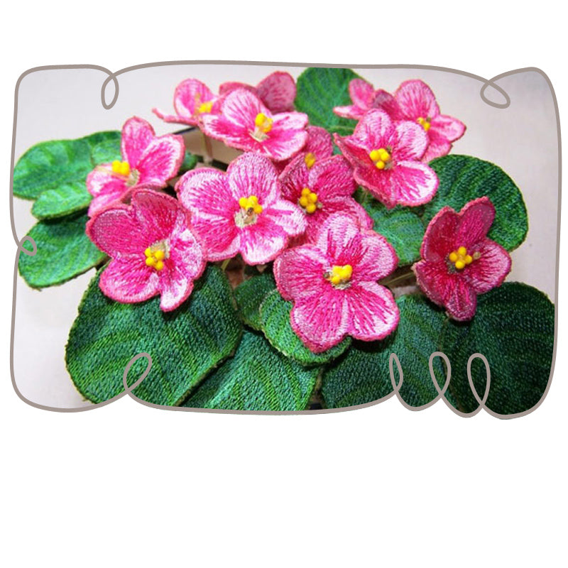 Pink African Violets