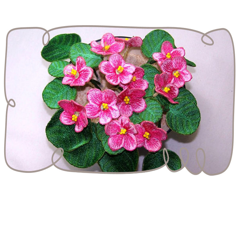 Pink African Violets