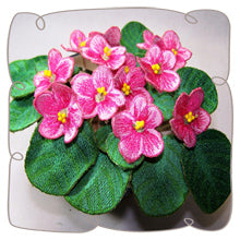 Pink African Violets