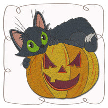 Cat on Pumpkin