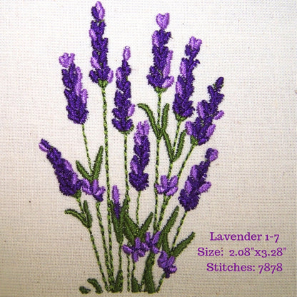 Lavender Fields 1
