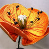 Orange Poppy