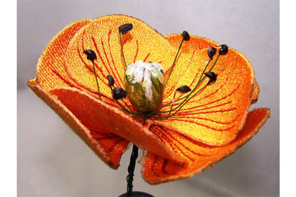 Orange Poppy