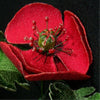 Red Poppy