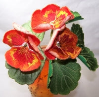 Orange Pansy