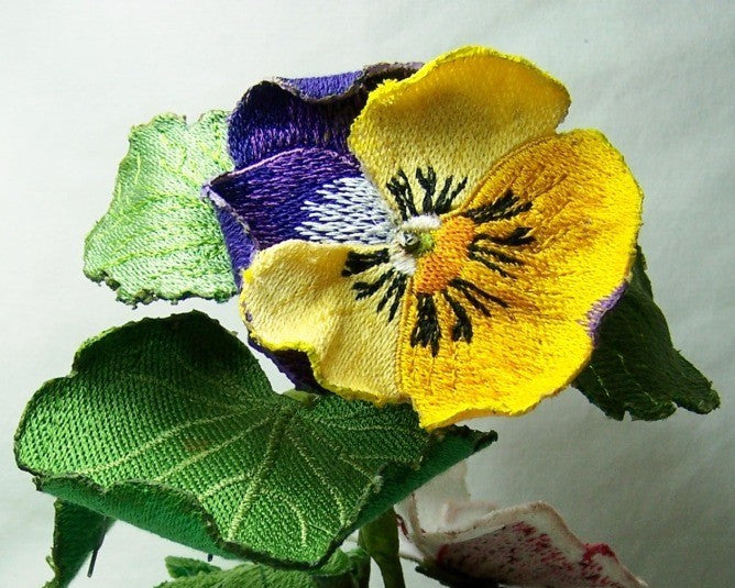 Yellow and Purple Pansy