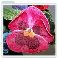 Pink Pansy