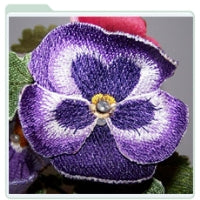 Purple Pansy